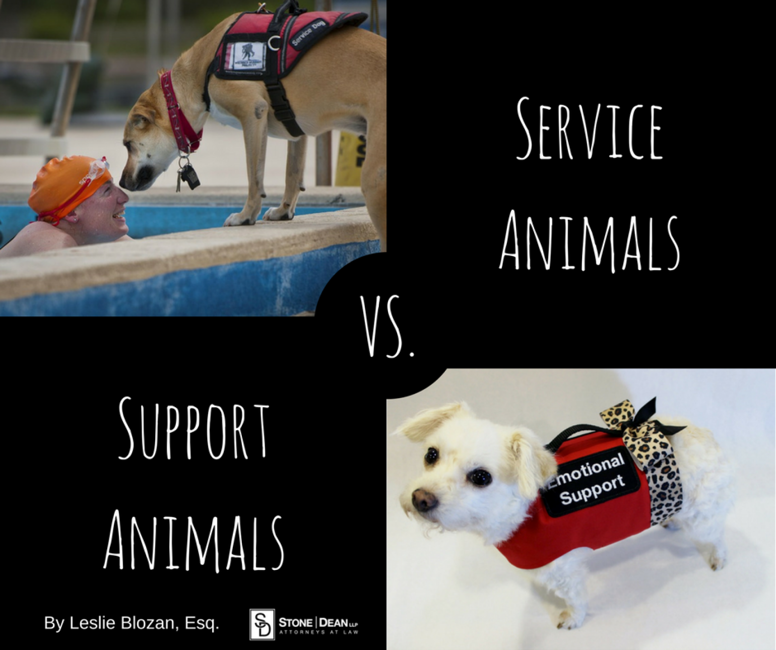 Service Animals vs Emotional Support Animals – Stone | Dean Law